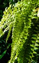 Dangling fern leafs 2