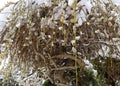 Dangling flowering branches of an ornamental willow covered in late spring snow