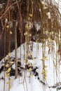 Dangling flowering branches of an ornamental willow covered in late spring snow