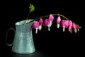 hanging bleeding heart blossoms Royalty Free Stock Photo