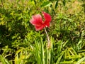 Dangling Hibiscus flower