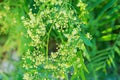 Dangling Tree Branch with Young Fresh Green Leaves and Beautiful Tender Small White Flowers. Vibrant Pastel Colors Golden Sunlight