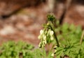 Dangling White Bleeding Heart Flowers in Early Spring Royalty Free Stock Photo