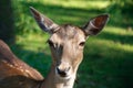 Daniel deer animal portrait, Dama dama