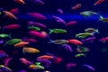 Danio glow fish color nature relax pets home