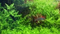 Danio and guppies swimming in beautiful planted tank