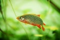 Danio margaritatus Freshwater fish, celestial pearl danio in the aquarium, galaxy rasbora or Microrasbora Galaxy. aquascaping phot Royalty Free Stock Photo