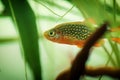 Danio margaritatus Freshwater fish, celestial pearl danio in the aquarium, galaxy rasbora or Microrasbora Galaxy. aquascaping phot Royalty Free Stock Photo