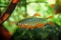 Danio margaritatus Freshwater fish, celestial pearl danio in the aquarium, galaxy rasbora or Microrasbora Galaxy. aquascaping phot Royalty Free Stock Photo