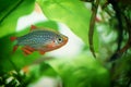 Danio margaritatus Freshwater fish, celestial pearl danio in the aquarium, is often as often referred as galaxy rasbora or Microra