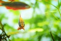 Danio margaritatus Freshwater fish, celestial pearl danio in the aquarium, is often as often referred as galaxy rasbora or Microra Royalty Free Stock Photo