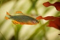 Danio margaritatus Freshwater fish, celestial pearl danio in the aquarium, is often as often referred as galaxy rasbora or Microra