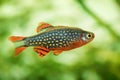 Danio margaritatus Freshwater fish, celestial pearl danio in the aquarium, is often as often referred as rasbora galaxy or Microra