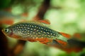 Danio margaritatus Freshwater fish, celestial pearl danio in the aquarium, rasbora galaxy or Microrasbora Galaxy. Animal aquascapi Royalty Free Stock Photo