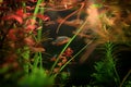 Danio margaritatus Freshwater fish, celestial pearl danio in the aquarium, is often as often referred as galaxy rasbora or Microra Royalty Free Stock Photo