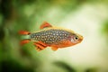 Danio margaritatus Freshwater fish, celestial pearl danio in the aquarium, is often as often referred as galaxy rasbora or Microra Royalty Free Stock Photo