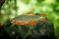 Danio margaritatus Freshwater fish, celestial pearl danio in the aquarium, rasbora galaxy or Microrasbora Galaxy. Animal aquascapi Royalty Free Stock Photo