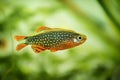 Danio margaritatus Freshwater fish, celestial pearl danio in the aquarium, galaxy rasbora or Microrasbora Galaxy. aquascaping phot