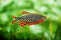 Danio margaritatus Freshwater fish, celestial pearl danio in the aquarium, is often as often referred as galaxy rasbora or Microra Royalty Free Stock Photo