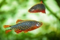 Danio margaritatus Freshwater fish, celestial pearl danio in the aquarium, is often as often referred as galaxy rasbora or Microra Royalty Free Stock Photo