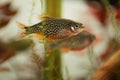 Danio margaritatus Freshwater fish, celestial pearl danio in the aquarium, is often as often referred as galaxy rasbora or Microra