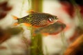 Danio margaritatus Freshwater fish, celestial pearl danio in the aquarium, is often as often referred as galaxy rasbora or Microra