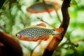 Danio margaritatus Freshwater fish, celestial pearl danio in the aquarium, is often as often referred as galaxy rasbora or Microra Royalty Free Stock Photo