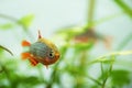 Danio margaritatus Freshwater fish, celestial pearl danio in the aquarium, is often as often referred as galaxy rasbora or Microra