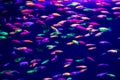 Danio rerio fish and neon corals