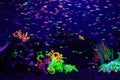 Danio rerio fish and neon corals