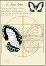 Danis copper-butterfly lat. Danis Danis. A series of vector illustrations imitating old sheets from a book about butterflies.