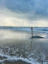 Danish beach section, with bunkers that are slowly being swallowed up by the sea. Royalty Free Stock Photo