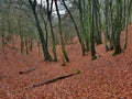 Beech forrest at fall