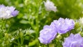 Danish Campanula flowers