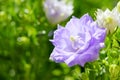 The close-up look of Danish Campanula flower