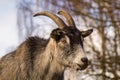 Danish country goat