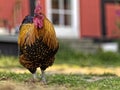 Danish Country Hen Rooster from the front