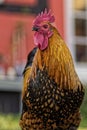 Danish Country Hen Rooster from the front.