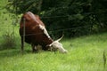 Danish cows Royalty Free Stock Photo