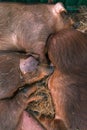 Danish duroc pigs sleeping in pen on livestock farm