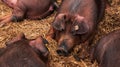 Danish duroc pigs sleeping in pen on livestock farm