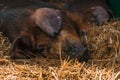 Danish duroc pigs sleeping in pen on livestock farm