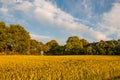 Danish field and trees Royalty Free Stock Photo