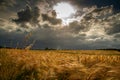 Danish grain field, with storm on the way