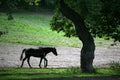 Danish horses