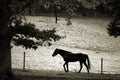 Danish horses