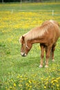 Danish horses