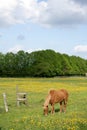 Danish horses