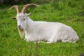 Danish Landrace Goat Royalty Free Stock Photo