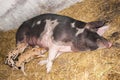 Danish landrace pig with piglets Royalty Free Stock Photo